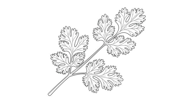 Detailed black and white line drawing of a cilantro or parsley sprig with delicate leafy stems for botanical art and kitchen labels.