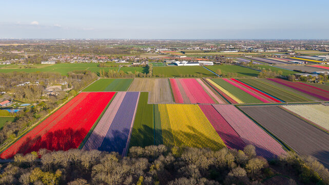 Aerial view of vibrant tulip fields with colorful rows of red, yellow, purple, and pink flowers casting long shadows near a line of trees under a clear sky.