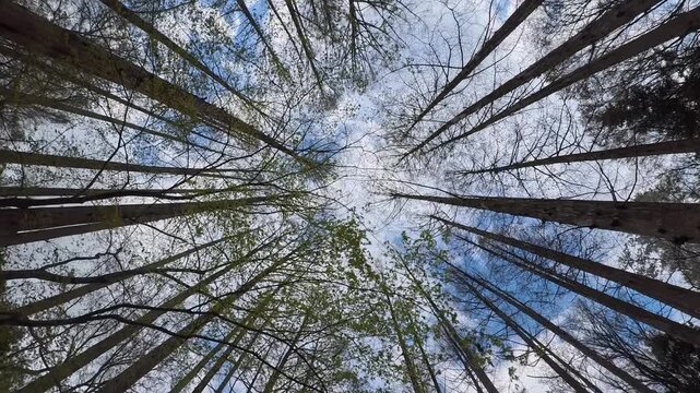 森の木を見上げながら、ぐるぐる回った時に見える景色