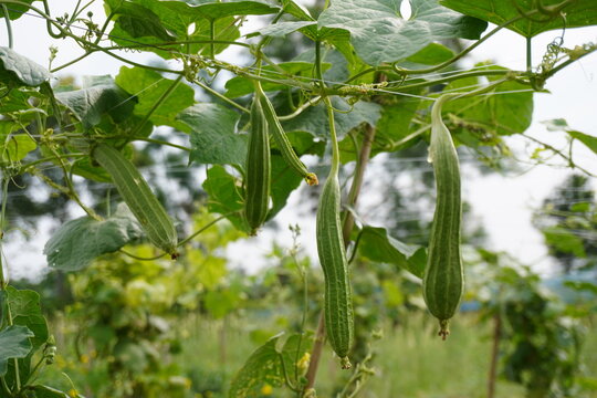 Vine Plant with Hanging Ridge Gourds