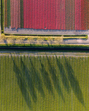 Aerial view of vibrant red tulip fields and green agricultural rows separated by a tree-lined road with long shadows.