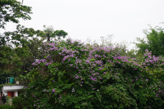 Purple Flower Bush of Lagerstroemia Speciosa Pride of India Tree