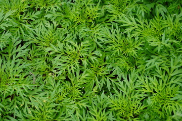 Fototapeta premium Dense Green Foliage with Narrow Pointed Leaves Forming Natural Texture