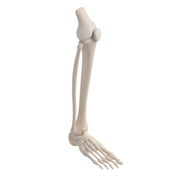 Human skeletal anatomy of a right leg showing tibia fibula tarsal metatarsal and phalangeal bones against a solid white background educational medical concept