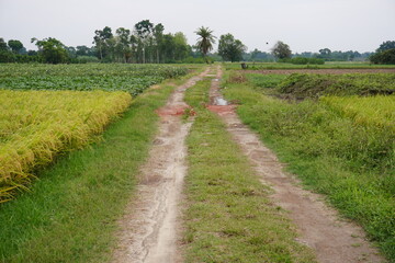 Obraz premium Dirt Path through Rice Fields and Green Vegetation in Rural Landscape