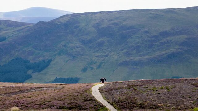 Hikers walking on scenic mountain trail through purple heather fields in Scottish Highlands.