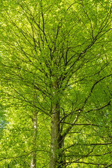 Obraz premium Beech in spring. Green