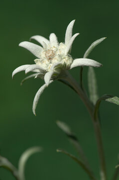Edelweiss (Leontopodium nivale)