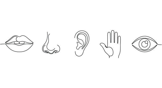 Continuous line drawing of the five senses organs with line art