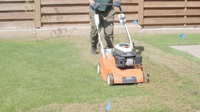 A man uses a professional gasoline scarifier to remove moss and thatch from a green lawn in a private house backyard.