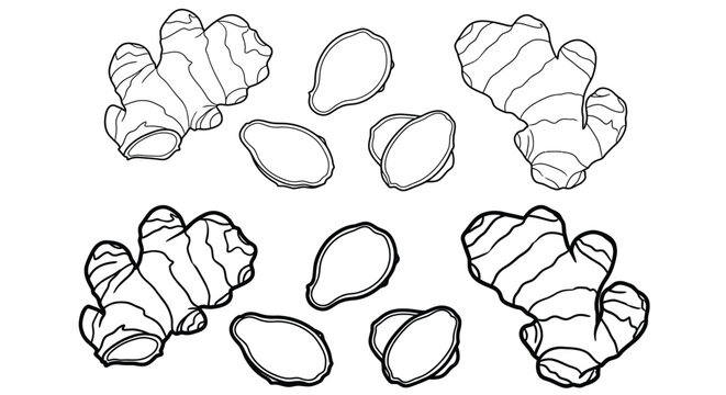 Ginger root and slices black and white line drawing