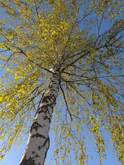 Fototapeta premium Birch tree with a young new leaf against the blue sky 