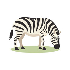 Obraz premium Calm zebra is grazing on some grass in a simple vector art style illustration