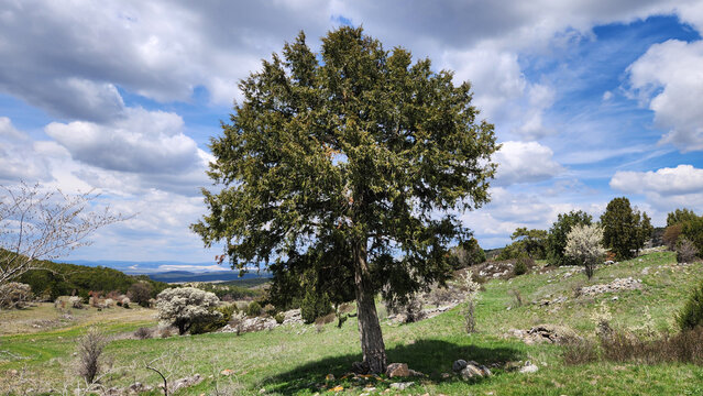 A Juniperus excelsa (Greek juniper), a tall evergreen conifer distinguished by its single trunk, broad dome-shaped crown, and dense scale-like foliage, forming a full dark green canopy