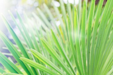Obraz premium Close view of green palm leaves with sunlight shining through them in a garden during the day