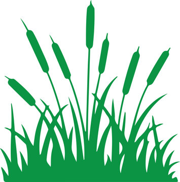 Wild grass on the river bank silhouette; Prairie green grass silhouette grass copy
