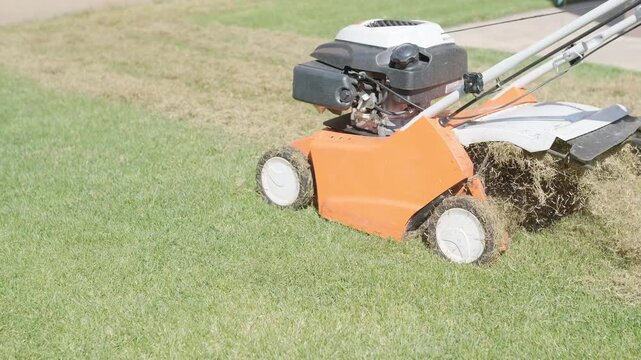 A man uses a professional gasoline scarifier to remove moss and thatch from a green lawn in a private house backyard.