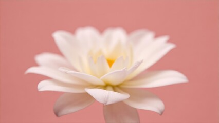 Naklejka premium A delicate pink flower with white stamens in full bloom, photographed with a close-up macro lens for maximum detail.