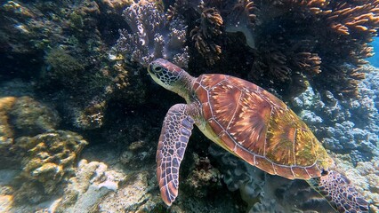 Fototapeta premium A green sea turtle or Chelonia mydas swims near a vibrant coral reef in clear sea waters, wildlife sighting in Dauin, Philippines