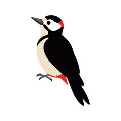 Fototapeta premium Minimalist illustration of a great spotted woodpecker with white, black, and red feathers