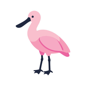 Illustration of a roseate spoonbill with a black beak and dark legs