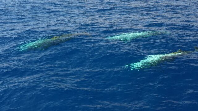 Three Ziphius Cavirostris cuvier beaked whales swimming undeer sea surface