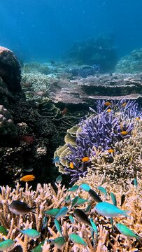 Magical underwater scene of dense colorful staghorn coral and turbinaria teeming with blue green chromis, ternate chromis and lemon damsel. Dauin, Philippines