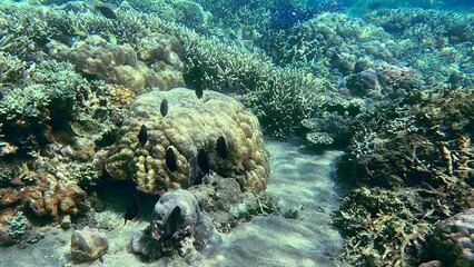 Fototapeta premium Diverse collection of corals and marine life on the sea floor showing the rich biodiversity in the renown diving destination of Dauin, Philippines