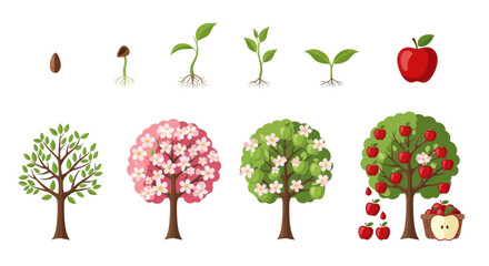 Apple Tree Life Cycle: Seed to Fruit Bearing Tree with Harvest © budi