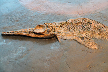 fossil of an ichthyosaur, a prehistoric marine reptile © Inspiraciones