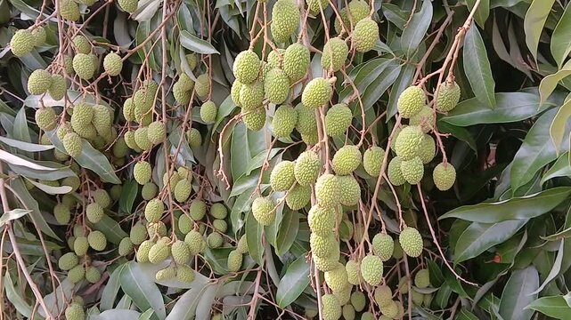Video of green litchi in India.