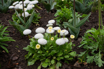 Bellis perennis daisies blooming in park © Pavlo