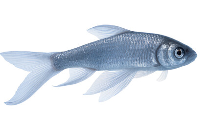 Fototapeta premium Silver Freshwater Fish with Gray Fins and Dark Eye Facing Left