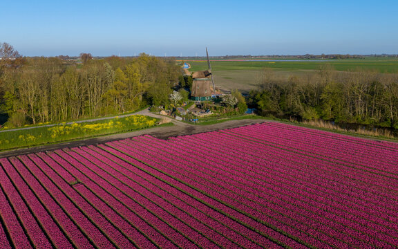 Aerial view of the historic Westuit Nr. 7 windmill standing beside a blooming field of purple tulips and lush green trees in Aartswoud, Noord-Holland, Netherlands.