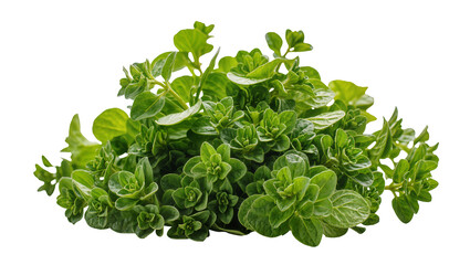 Obraz premium Fresh Green Curly Oregano Herb Bunch Close-Up