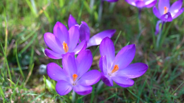Aerial top view of blooming purple crocus flowers in spring, gentle camera glide over vibrant floral field, fresh seasonal nature background with soft sunlight and delicate petals