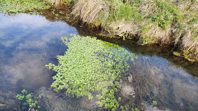 Floating pennywort species (Hydrocotyle ranunculoides), an aquatic plant that spreads across the water surface forming dense mats, characterized by round green leaves with a distinctive central notc