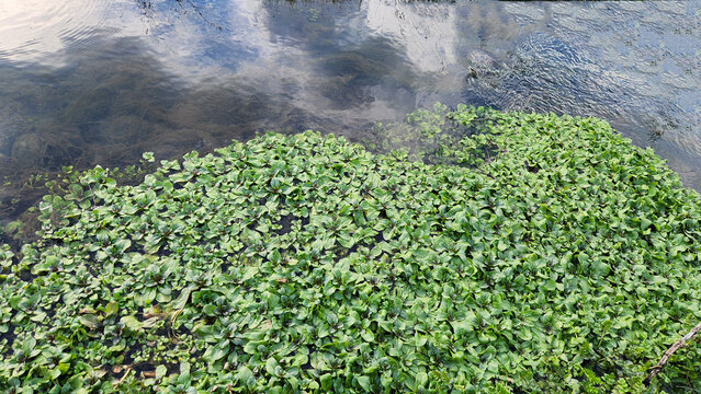 Floating pennywort species (Hydrocotyle ranunculoides), an aquatic plant that spreads across the water surface forming dense mats, characterized by round green leaves with a distinctive central notc