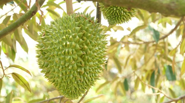 Stunning macro view of a baby durian fruit growing on a sturdy branch, glowing under beautiful natural sunlight with a nicely blurred green background.