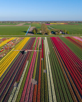 Aerial view of vibrant rows of multicolored tulips with a tractor using a boom sprayer in the fields under a clear blue sky.