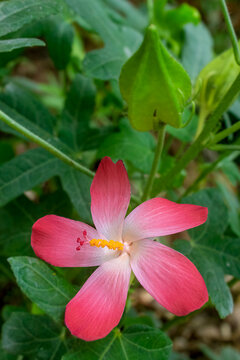 Macro close up of a vibrant pink Abelmoschus sagittifolius flower (Musk Mallow) blooming with green leaves and a seed pod in the background.