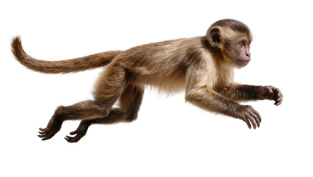 Brown Capuchin Monkey Leaping with Extended Limbs