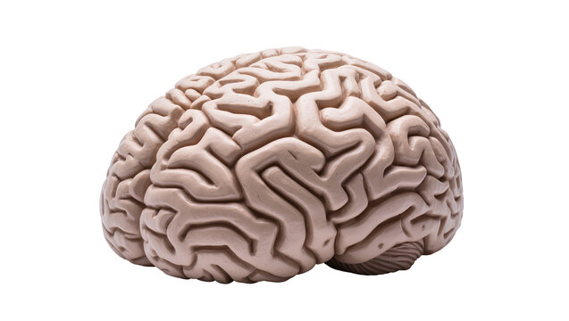 Detailed human brain model with complex convolutions and ridges