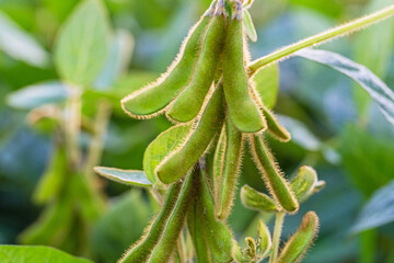 Fototapeta premium Soybeans grow on plants in a field during a sunny day in the summer season