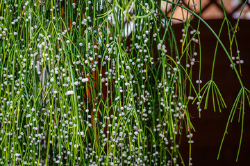 Obraz premium Cactus with small white balls hanging from long green stems in a sunny garden during the afternoon