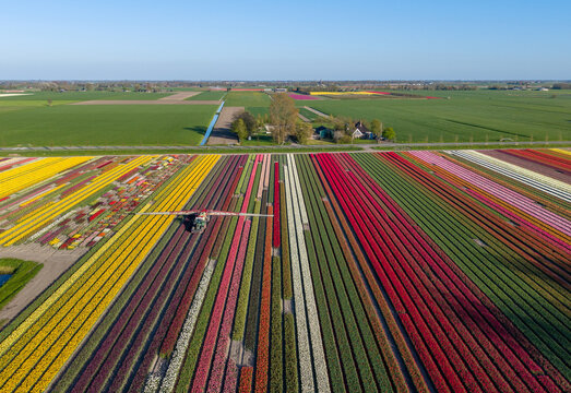 Aerial view of colorful tulip fields with a tractor working between vibrant rows of flowers under a clear blue sky Netherlands.
