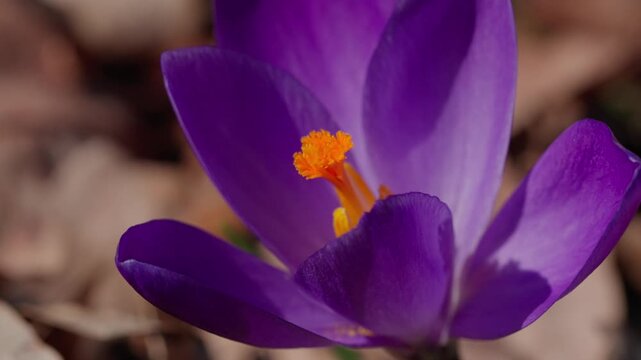 A spring crocus saffron bloom. Purple and lilac petals stand out vividly against a backdrop of dry, last year's leaves on the ground. A detailed close-up shot in the bright sunlight.