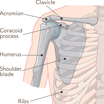 肩関節 Illustration of the shoulder joint
