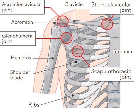 肩関節 Illustration of the shoulder joint
