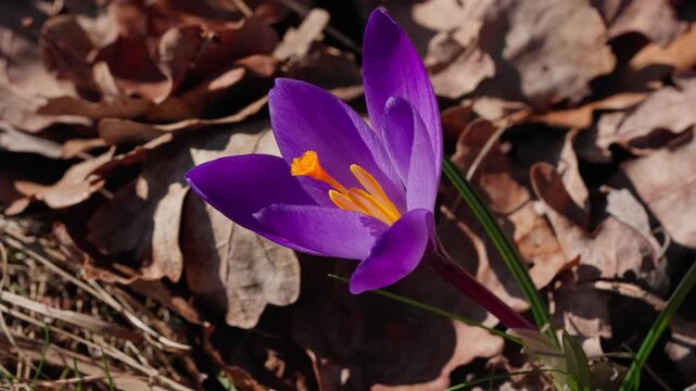 A spring crocus saffron bloom. Purple and lilac petals stand out vividly against a backdrop of dry, last year's leaves on the ground. A detailed close-up shot in the bright sunlight.